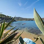 Agave Direclty On The - Goelba