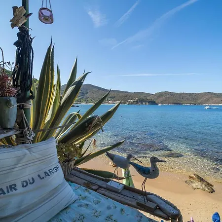 Agave Direclty On The - Goelba *