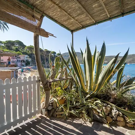 Agave Direclty On The - Goelba