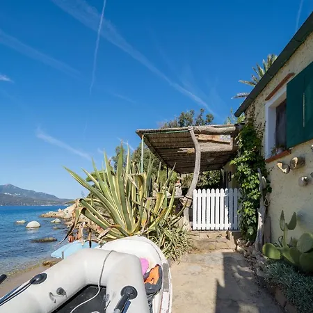 Agave Direclty On The - Goelba *