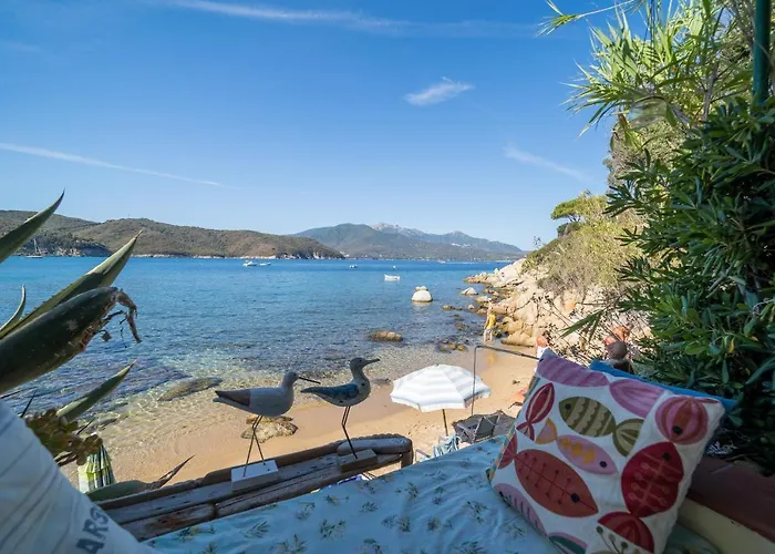 Agave Direclty On The - Goelba 포르토페라이오