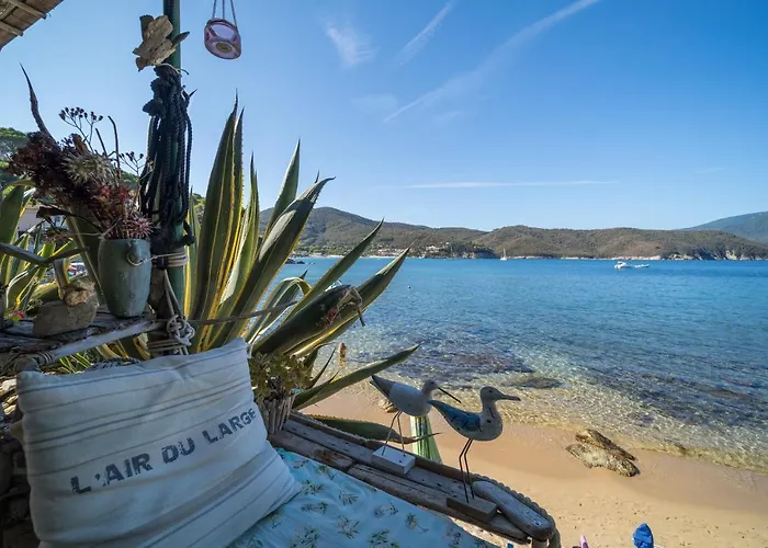 Agave Direclty On The - Goelba *