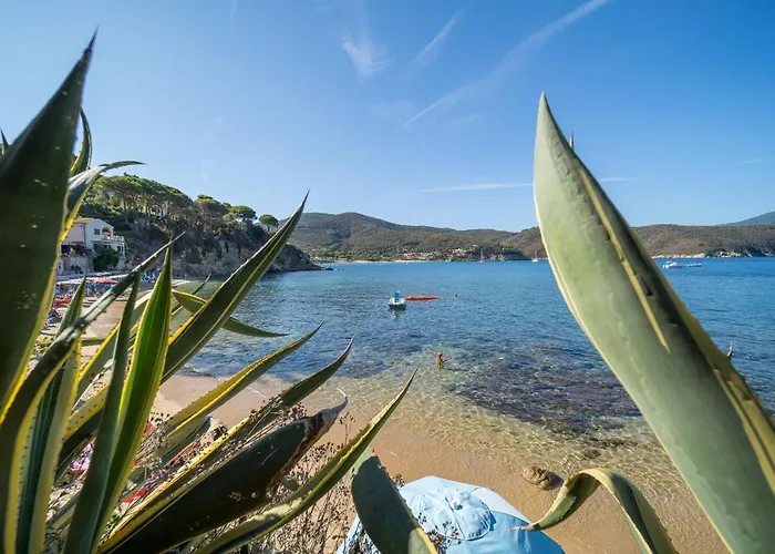 Agave Direclty On The - Goelba