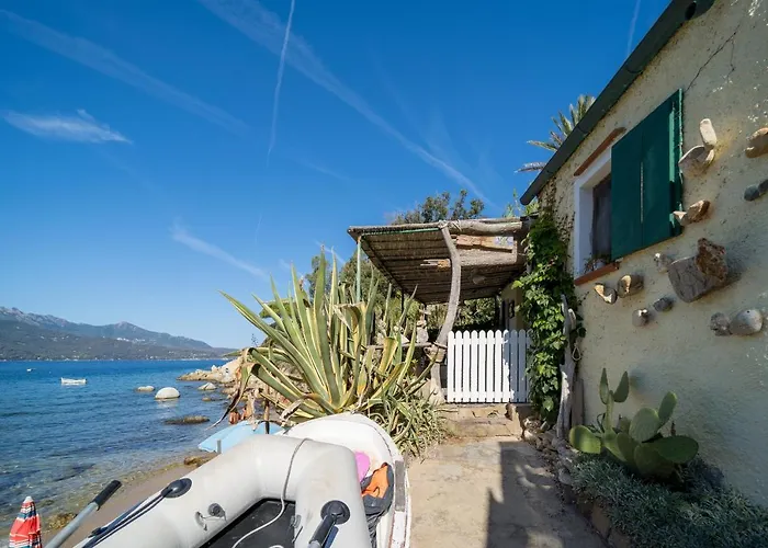 Agave Direclty On The - Goelba *